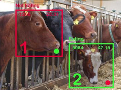 image processing animal facial monitoring