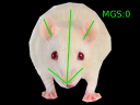 image processing mouse grimace scale